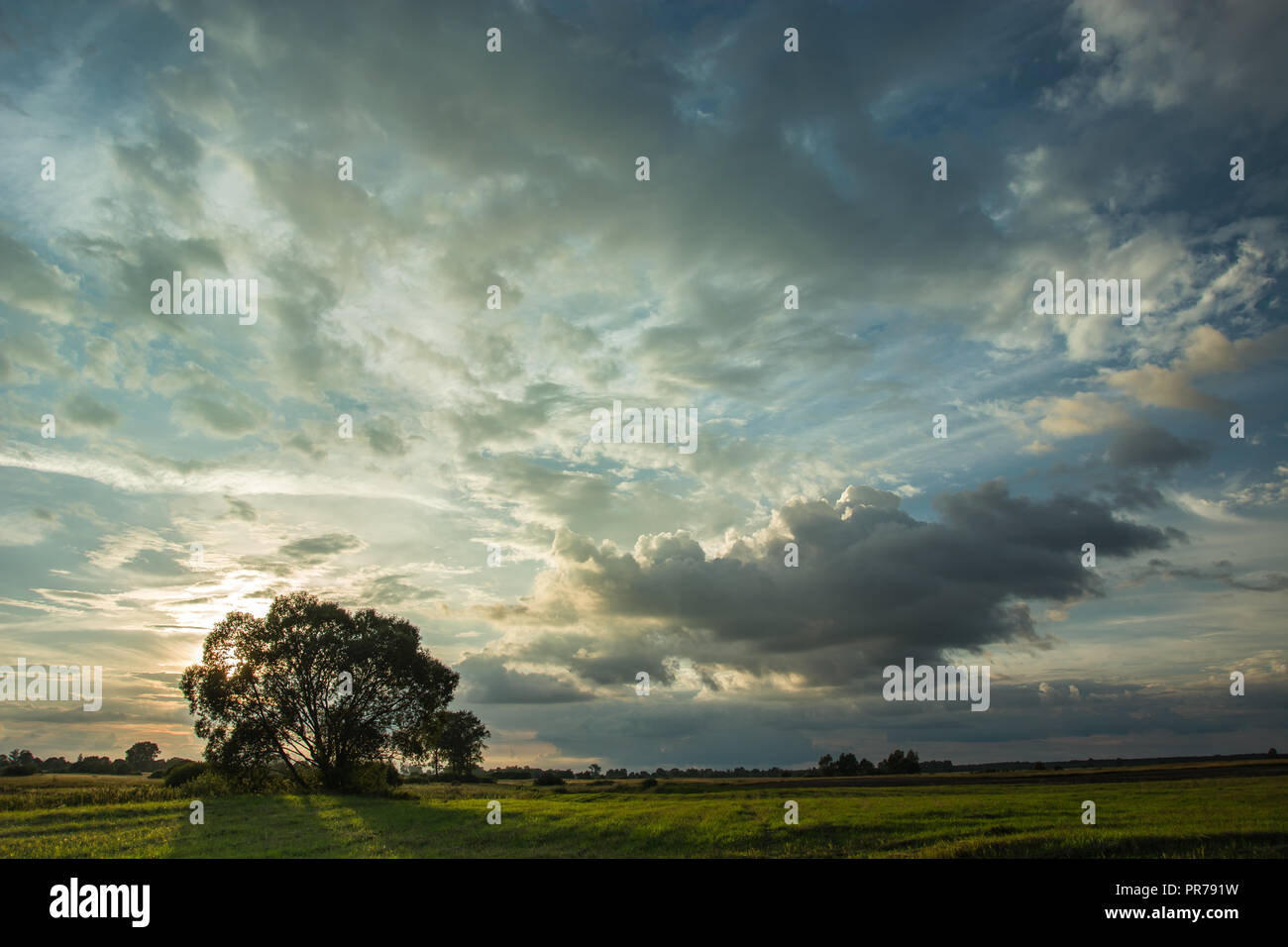 Sun behind a tree in the meadow and evening clouds Stock Photo