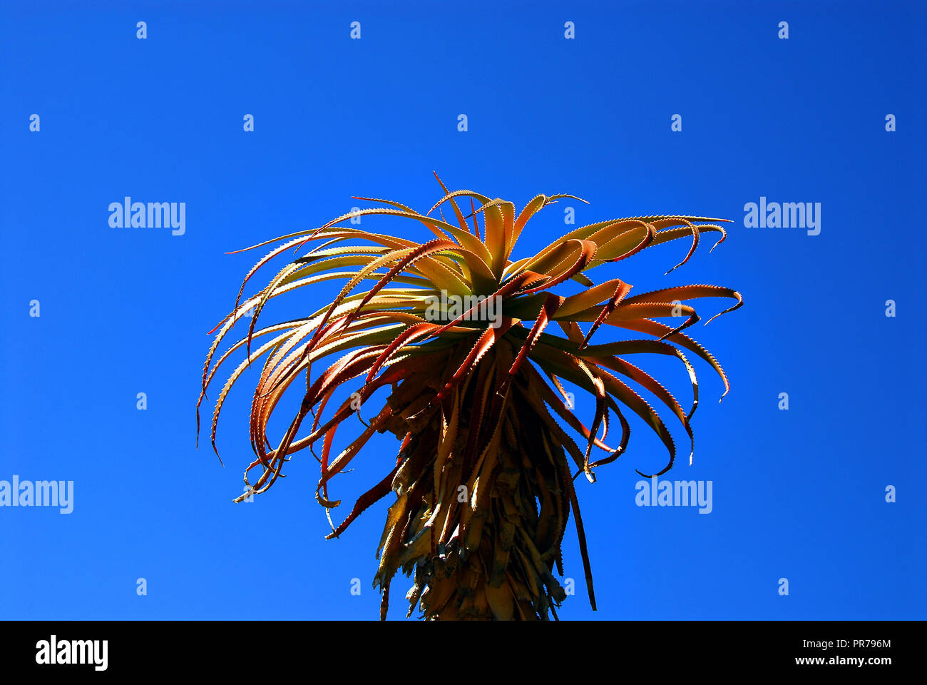 A beautiful red Aloe plant standing 20 feet tall, framed against a clear blue sky near Cape Town, South Africa.  Note the ample space for text. Stock Photo