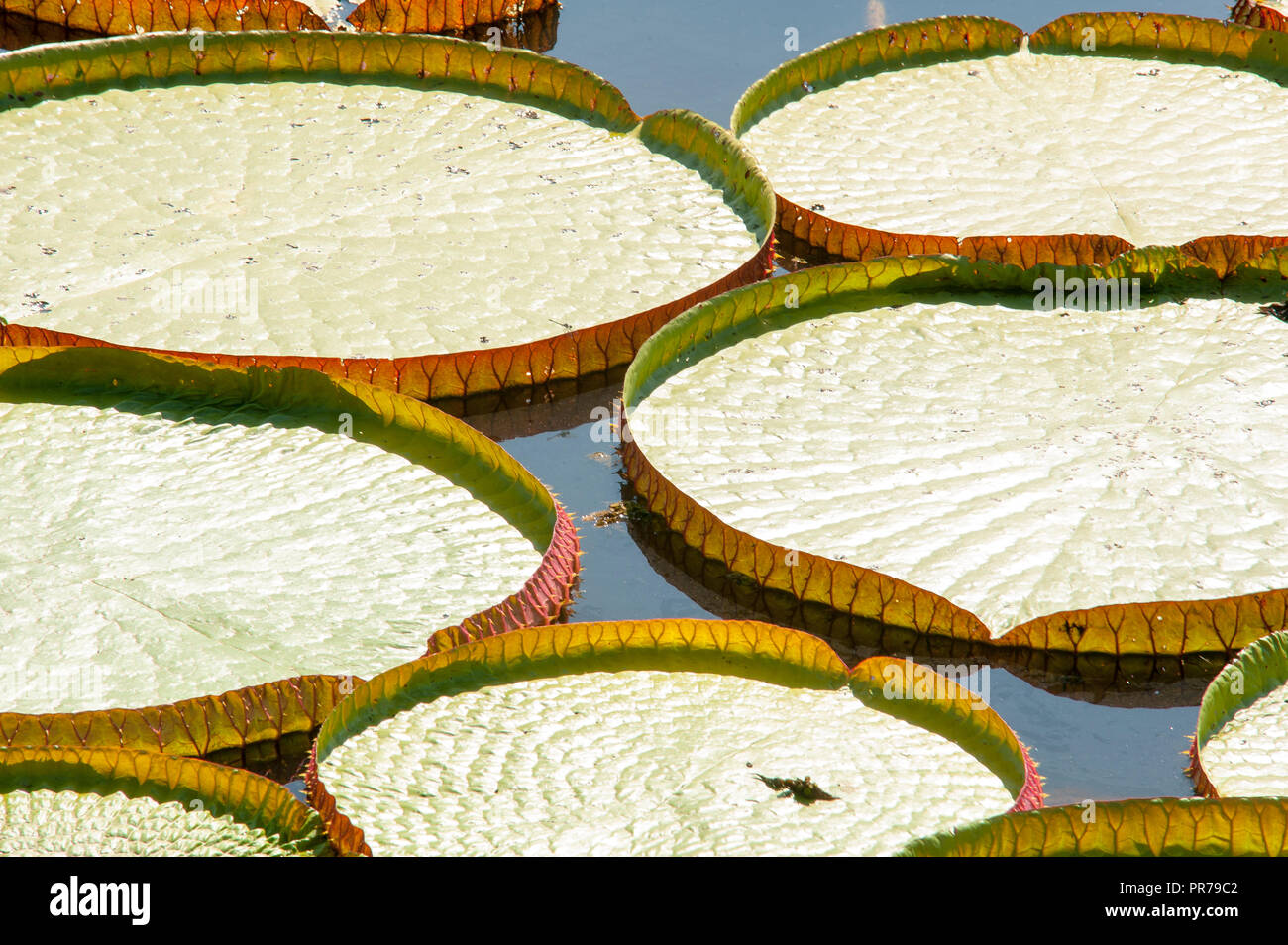 Giant water lilly on the Pantanal of Mato Grosso at Porto Jofre, Brazil Stock Photo