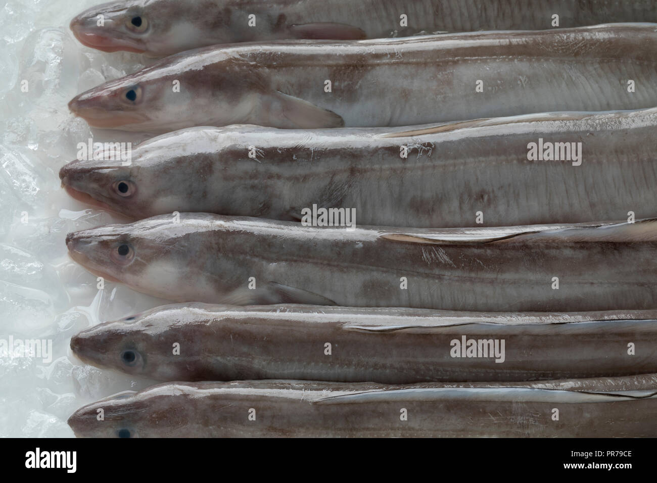 Single fresh raw european conger eels on ice Stock Photo Alamy