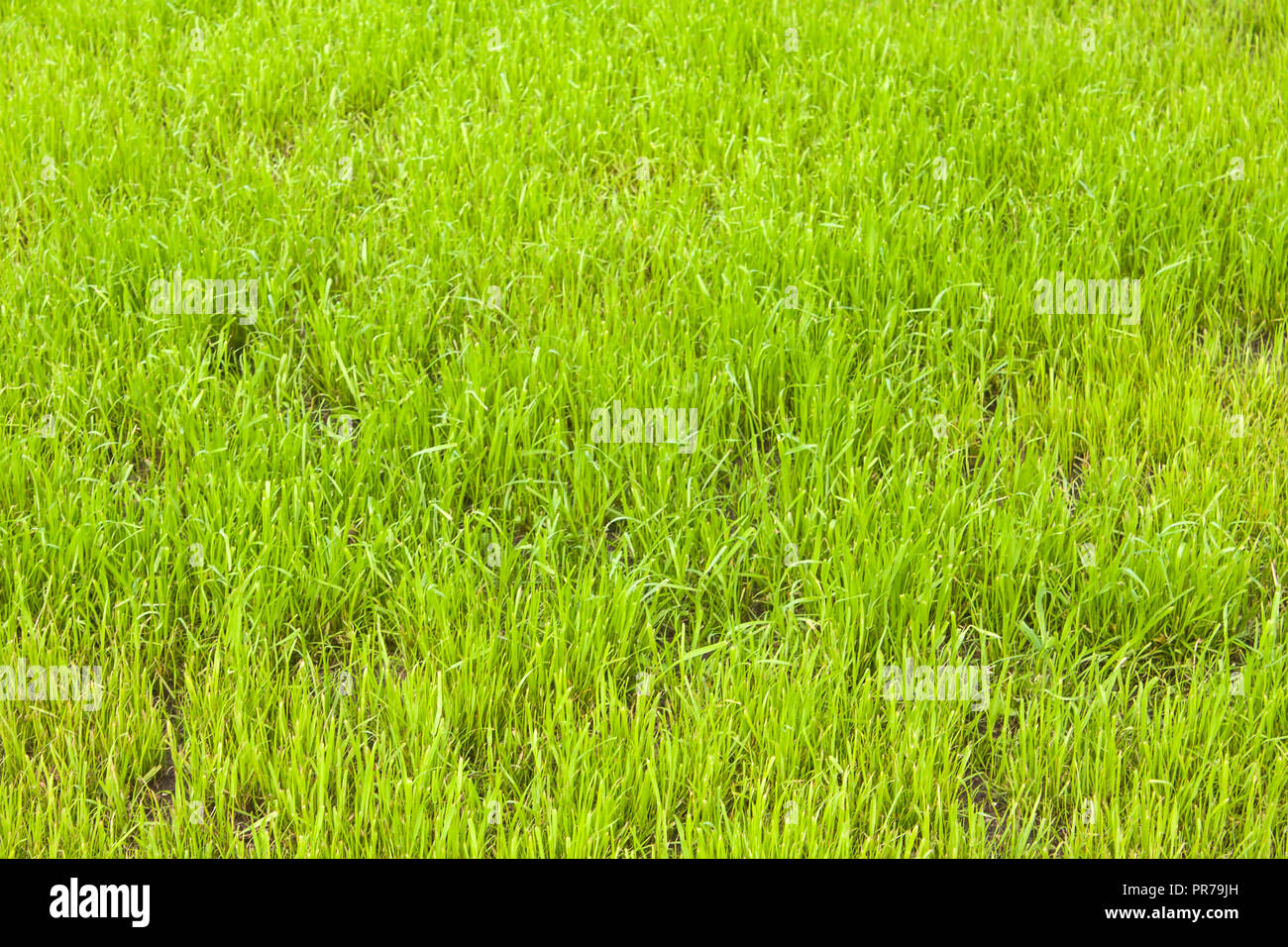 Green grass background Stock Photo - Alamy