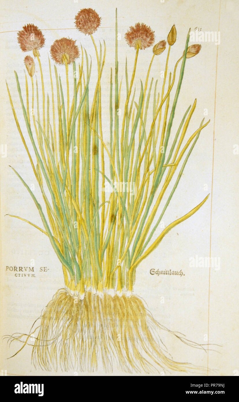 Porrum sectiuum / Schnittlauch ca. 1542 Hand-colored woodcut of a bunch of chives Stock Photo