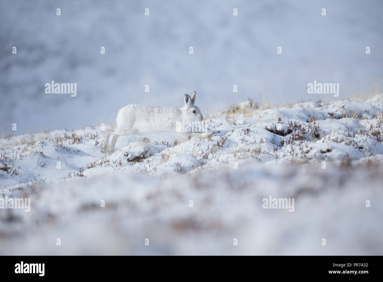 Mountain hare (Lepus timidus) moving through deep snow in the Scottish Highlands. Stock Photo