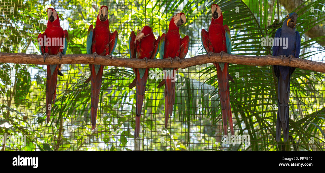 colorful macaw parrots in the aviary Stock Photo - Alamy