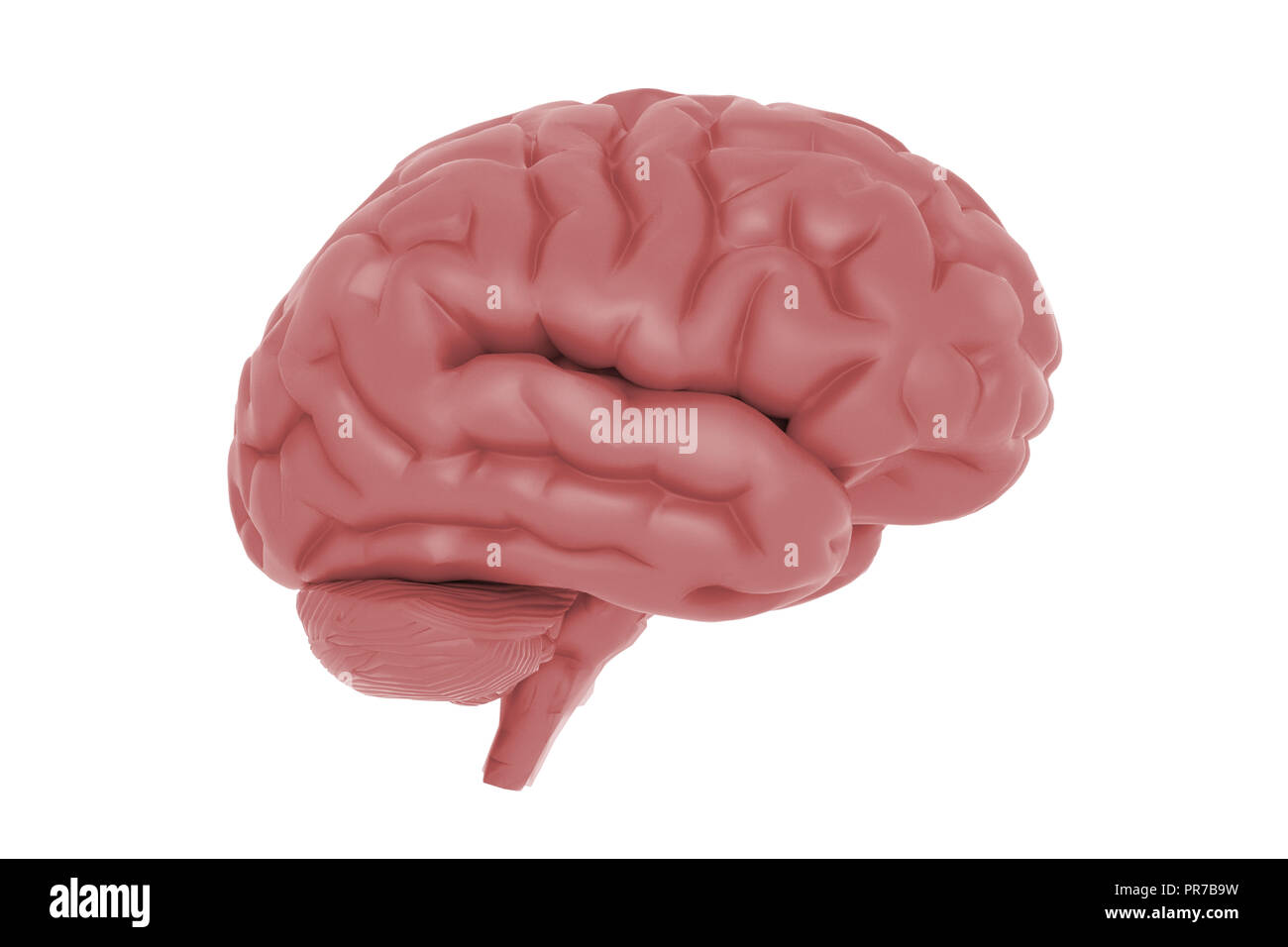 Human brain 3d model isolated hi-res stock photography and images - Alamy