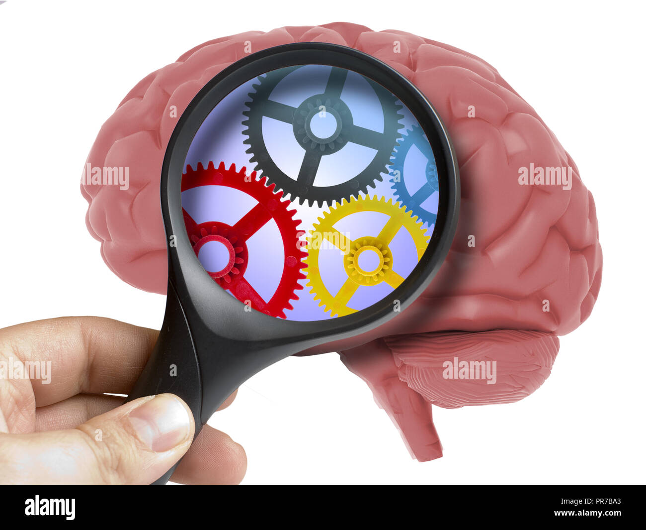 Human Brain Analyzed with magnifying glass cogwheels working inside ...