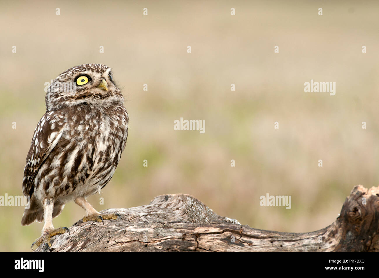 The little owl, nocturnal raptors, Athene noctua, perched on a log where the mouse hunts and small insects Stock Photo