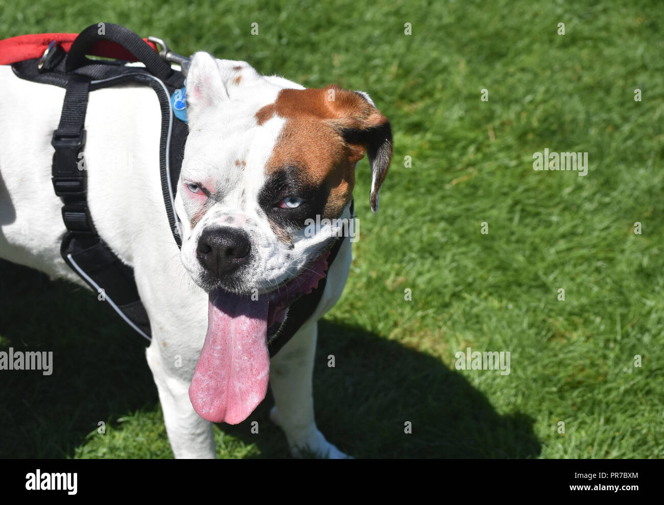 Is A White Boxer Rare