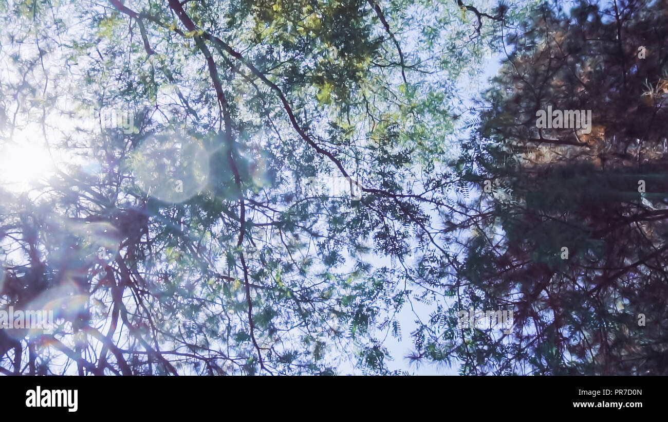 Canopy of evergreen tree in urban park in the summer Stock Photo Alamy