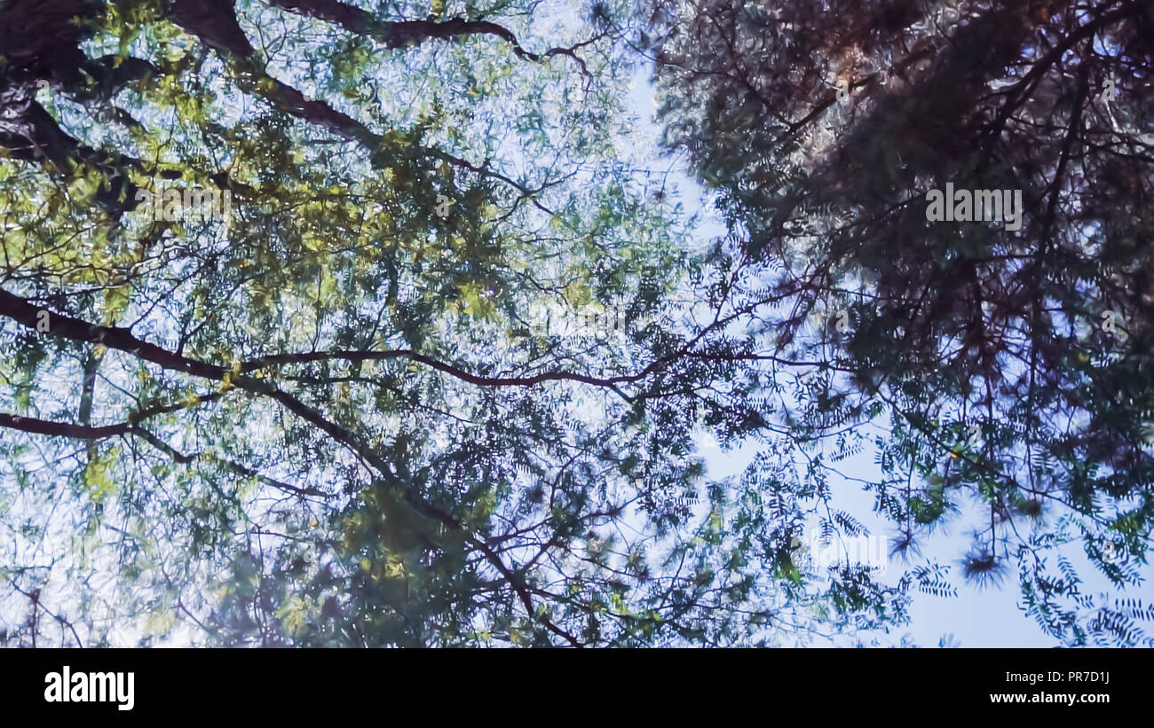 Canopy of evergreen tree in urban park in the summer Stock Photo Alamy