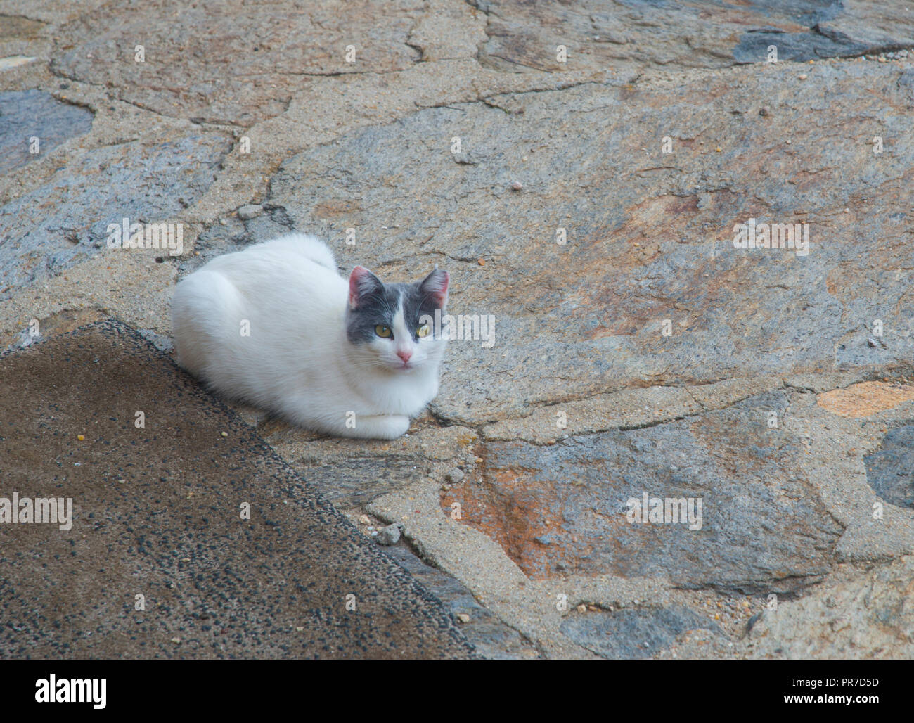 Grey and white cat lying by a rural house. Stock Photo