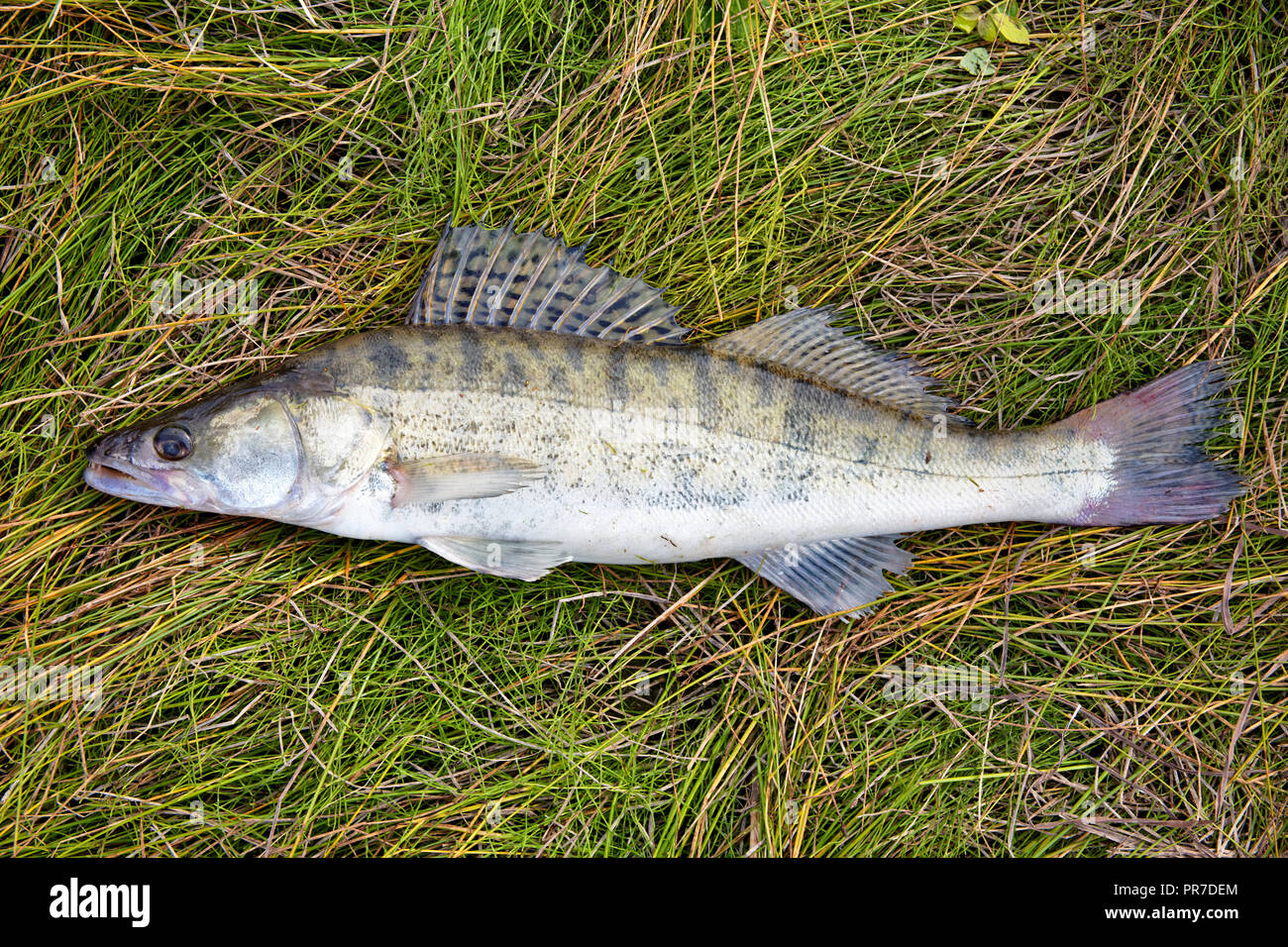Freshly caught wild fish zander ordinary lies on the river sedge.Beautiful and powerful river predator Stock Photo