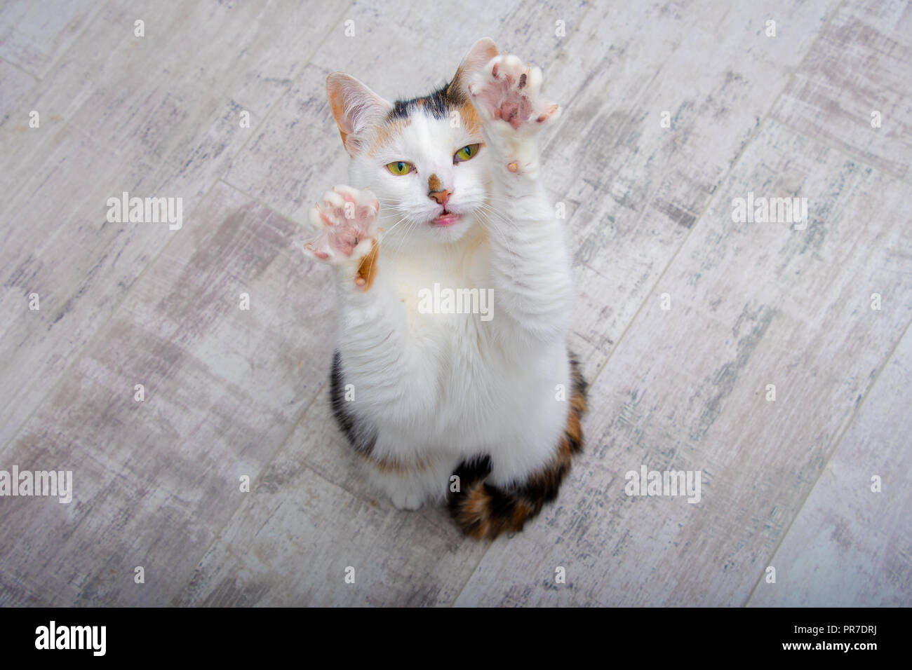 Tortoiseshell cat standing on her back legs reaching up into the air Stock Photo