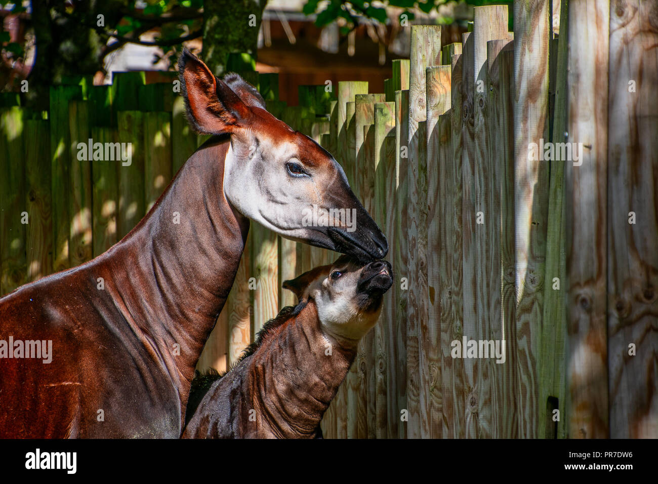 Baby Okapi with her mum on a sunny day Stock Photo