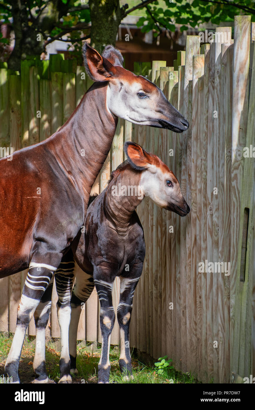 Baby Okapi with her mum on a sunny day Stock Photo