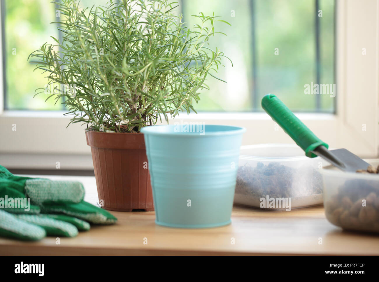 Tools for repotting a rosemary into a flower pot Stock Photo Alamy