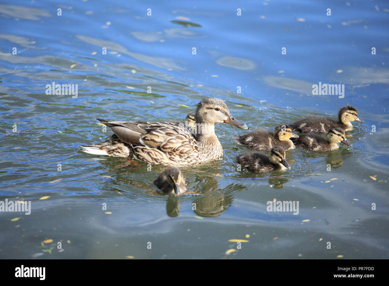 Duck with ducklings on a pond Stock Photo Alamy
