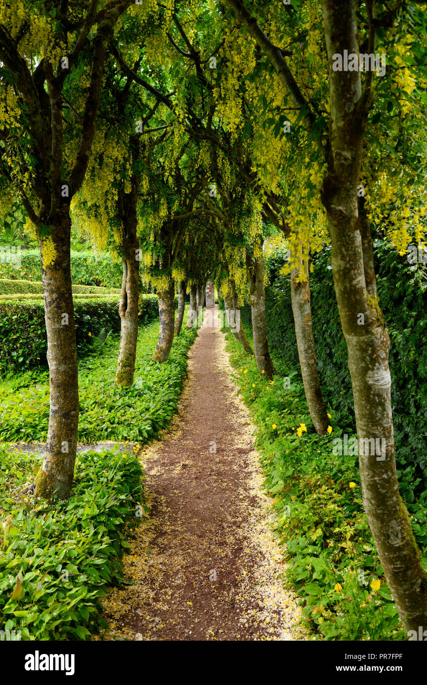 Path at Row of Golden Chain Laburnum trees with hanging yellow flowers in the rain at the Walled Garden of Cawdor Castle Scotland UK Stock Photo