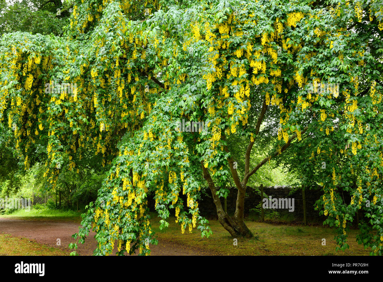 Pendulous Yellow Pea Flowers Of The Poisonous Golden Chain Laburnum 