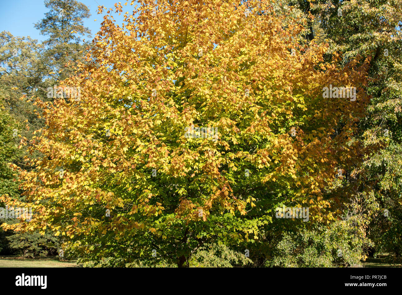 Kew, Richmond, GB. Yellow, orange and scarlet autumn coloured leaves of the Black Sugar Maple on a late and sunny September afternoon at Kew Gardens. Stock Photo