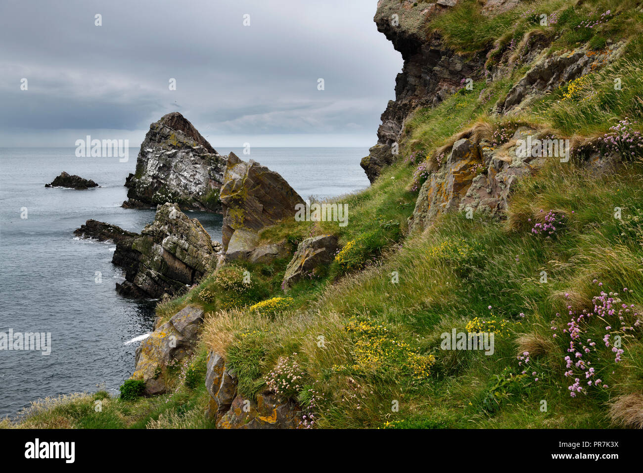 Bow Fiddle Rock quartzite sea arch and rocks on cliff with Thrift Trefoil and grass at Portknockie on the North Sea Atlantic ocean Scotland UK Stock Photo