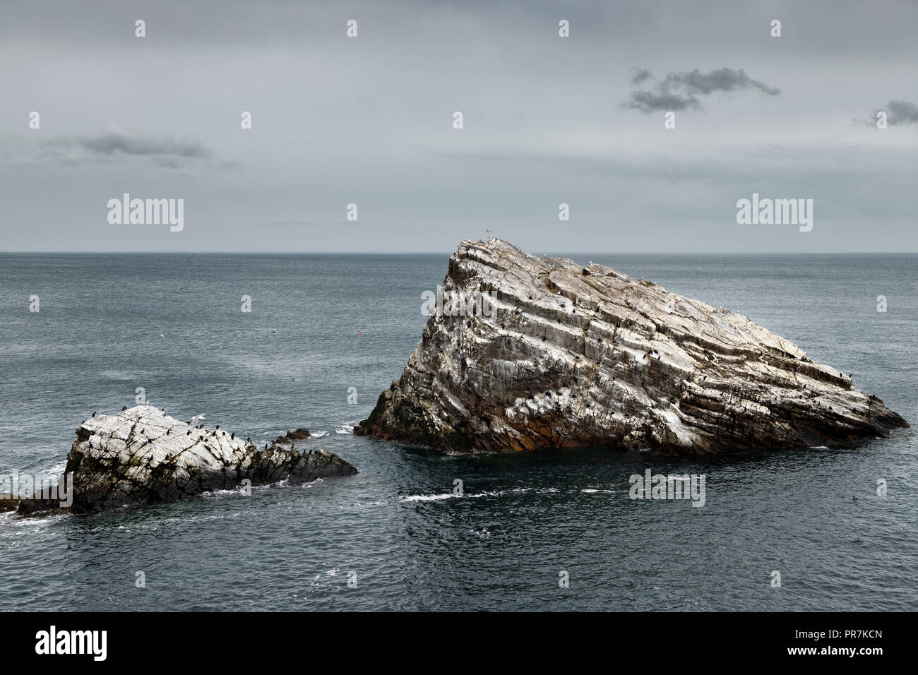Quartzite sea rocks beside Bow Fiddle Rock with seagulls and Cormorants in Moray Firth North Sea at Portknockie Scotland UK Stock Photo