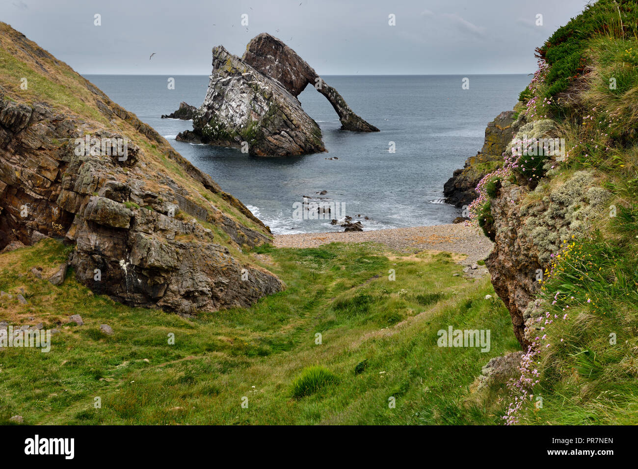 Bow Fiddle Rock quartzite sea arch with pebble beach and cliff with flowers at Portknockie on the North Sea Atlantic ocean Scotland UK Stock Photo