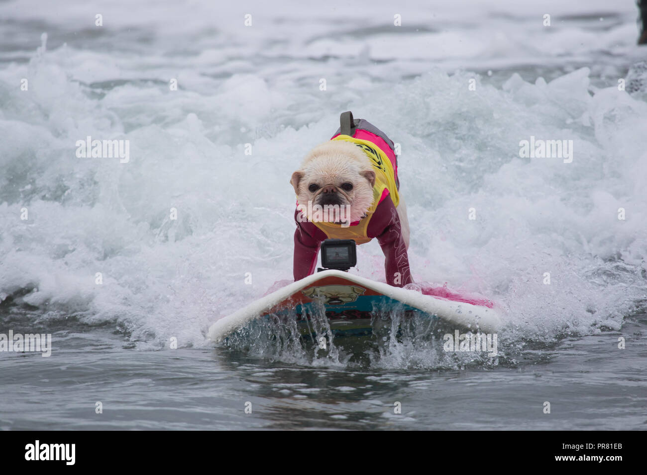 Huntington Beach, CA ,USA.29th September, 2018 dog beach was the