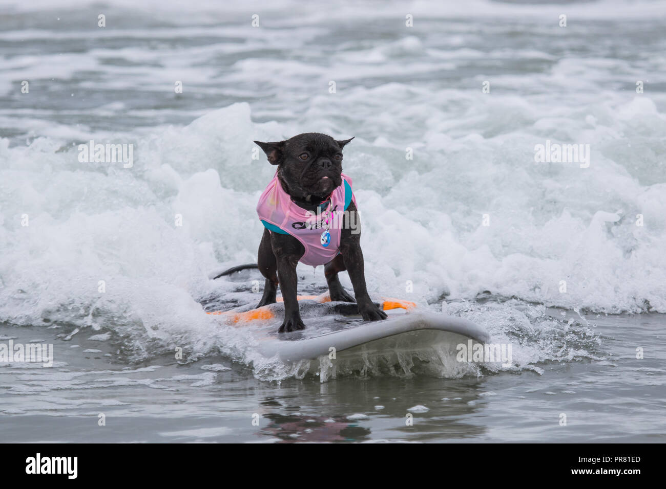 Huntington Beach, CA ,USA.29th September, 2018 dog beach was the