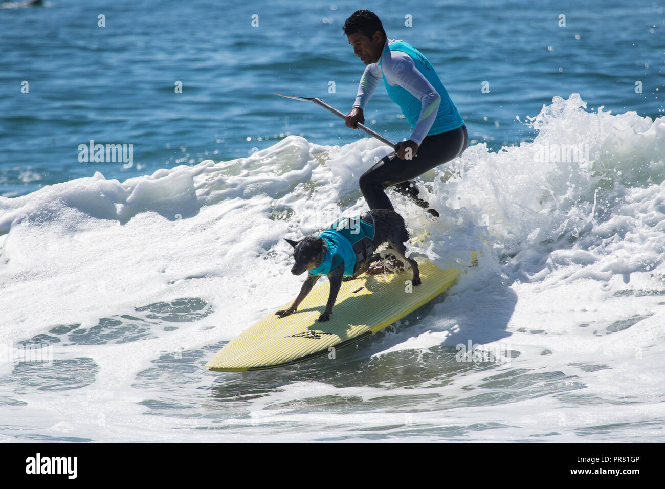 Sup with dogs hi-res stock photography and images - Alamy