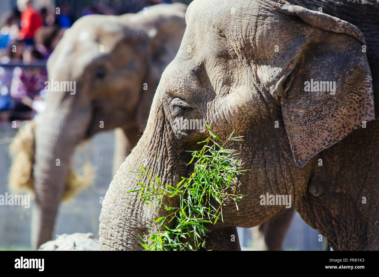 Skopje ZOO, Skopje, R, Macedonia. Septeber 29, 2018 1200 CEST