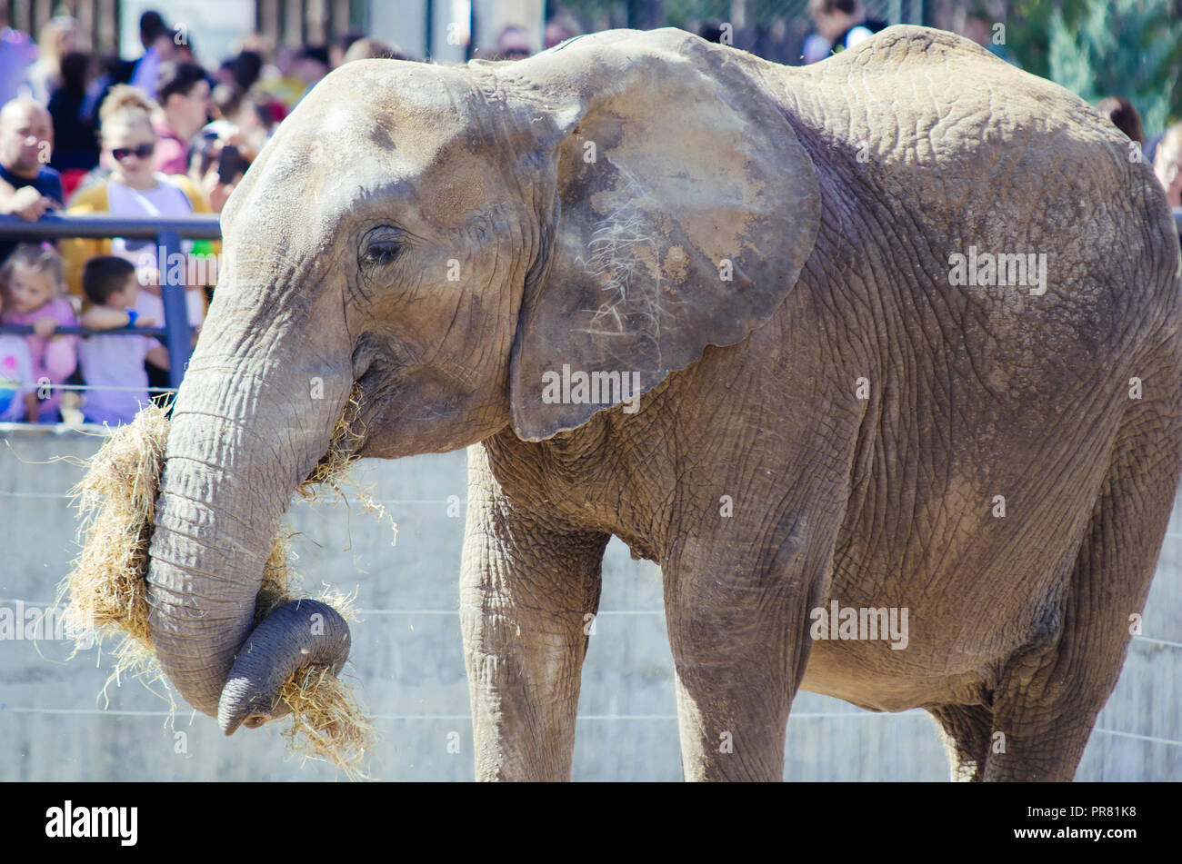 Skopje ZOO, Skopje, R, Macedonia. Septeber 29, 2018 1200 CEST