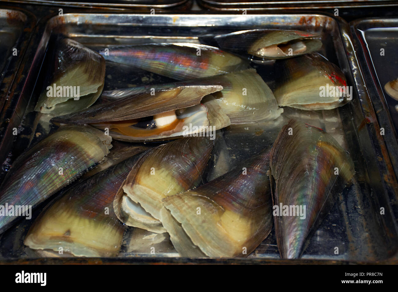 Abalones for sale on a Seafood market in Haikou, Hainan Island, China Stock Photo
