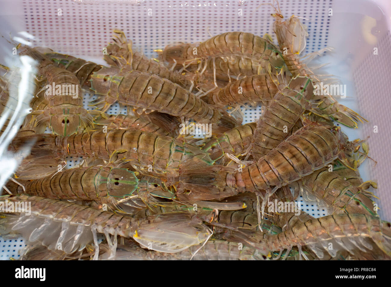 Decapoda crustacean on sale at the seafood market in Haikou, Hainan Island, China Stock Photo