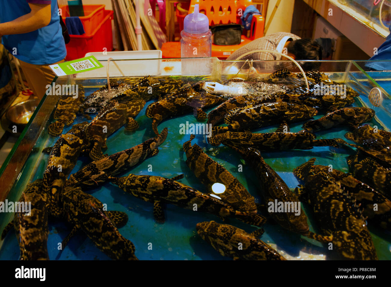 Groupers for sale at the seafood market in Haikou, Hainan Island, China Stock Photo