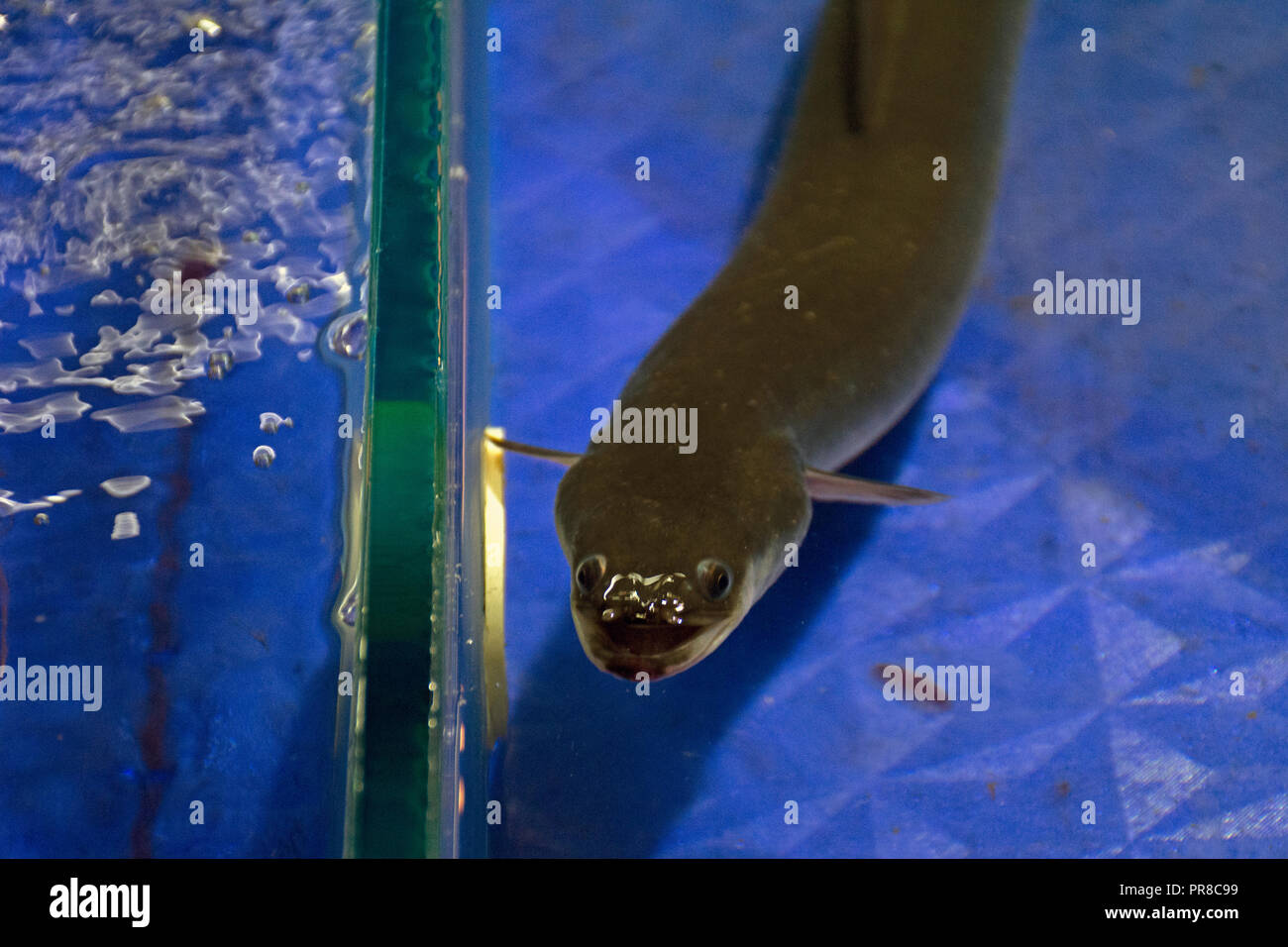 Moray eel on display at the seafood market in Haikou, Hainan Island, China Stock Photo
