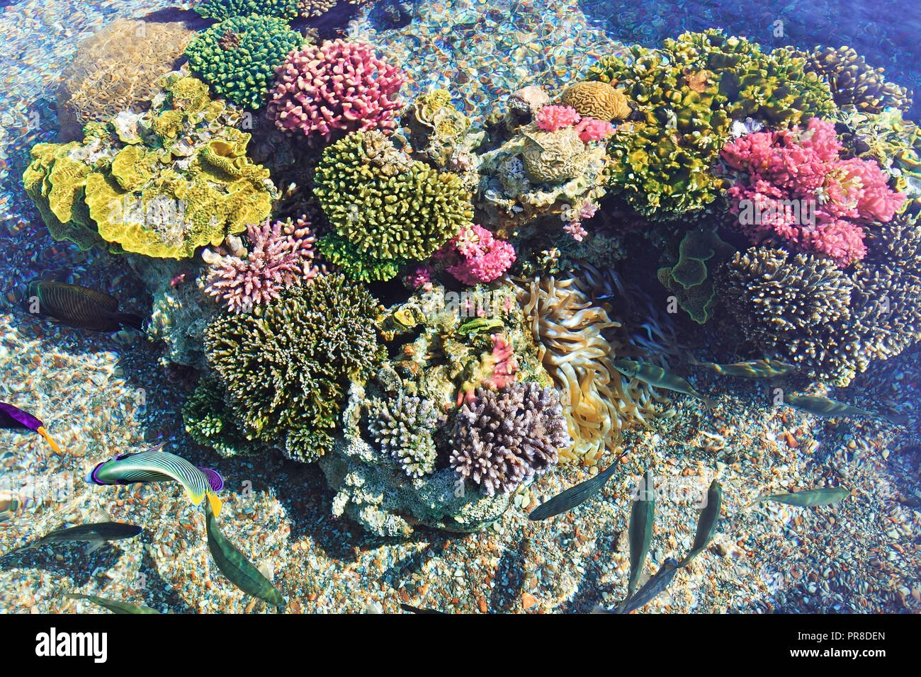 Colored corals and small fish in Eilat Stock Photo