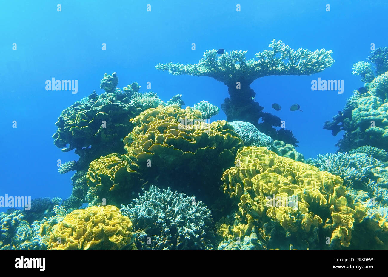 Colored corals and small fish in Eilat Stock Photo