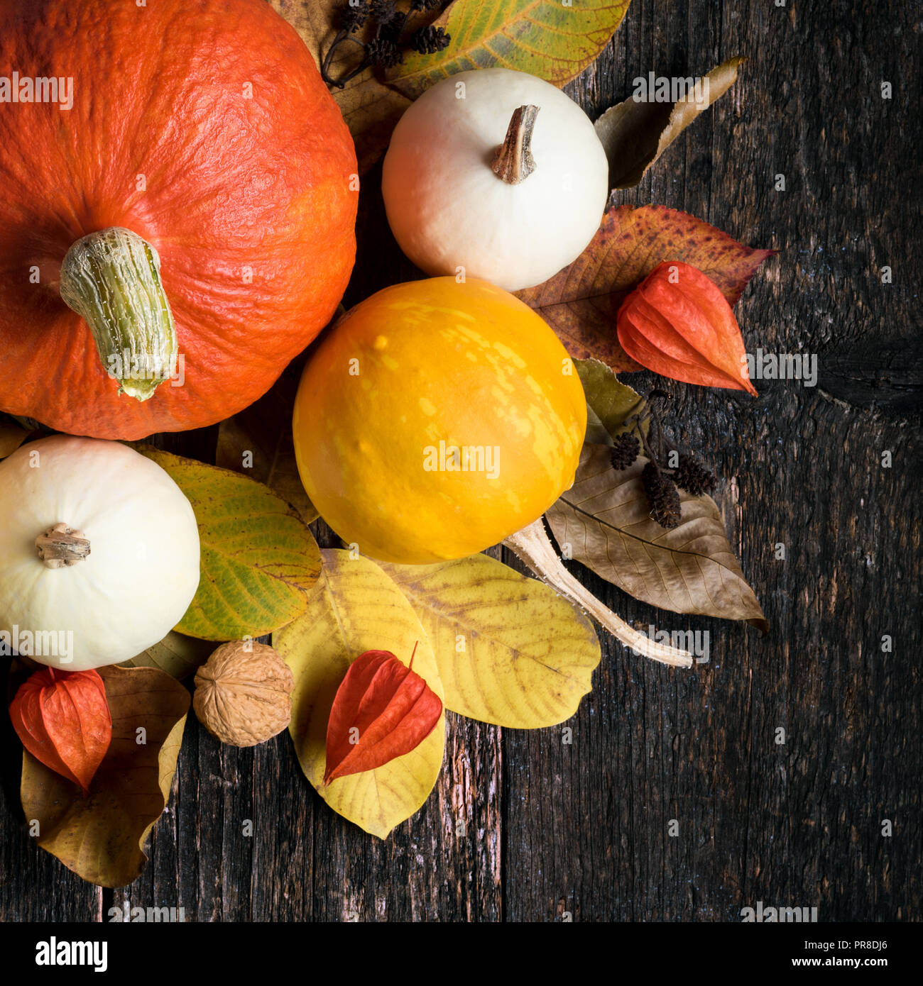 Autumn Harvest and Holiday still life. Happy Thanksgiving Background. Selection of various pumpkins on dark wooden background. Autumn vegetables and s Stock Photo