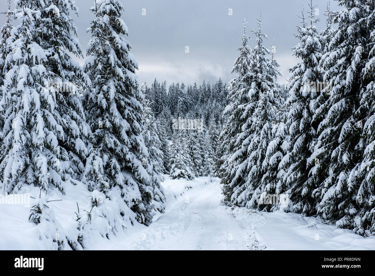 Christmas and New Year background with winter trees in the mountains covered with snow Stock Photo