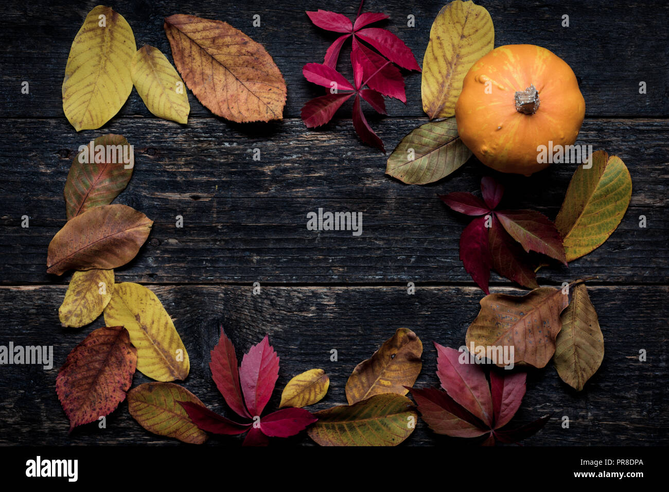 Happy Thanksgiving. Pumpkin and fallen leaves on dark wooden background. Autumn vegetables and seasonal decorations. Autumn Harvest and Holiday still  Stock Photo