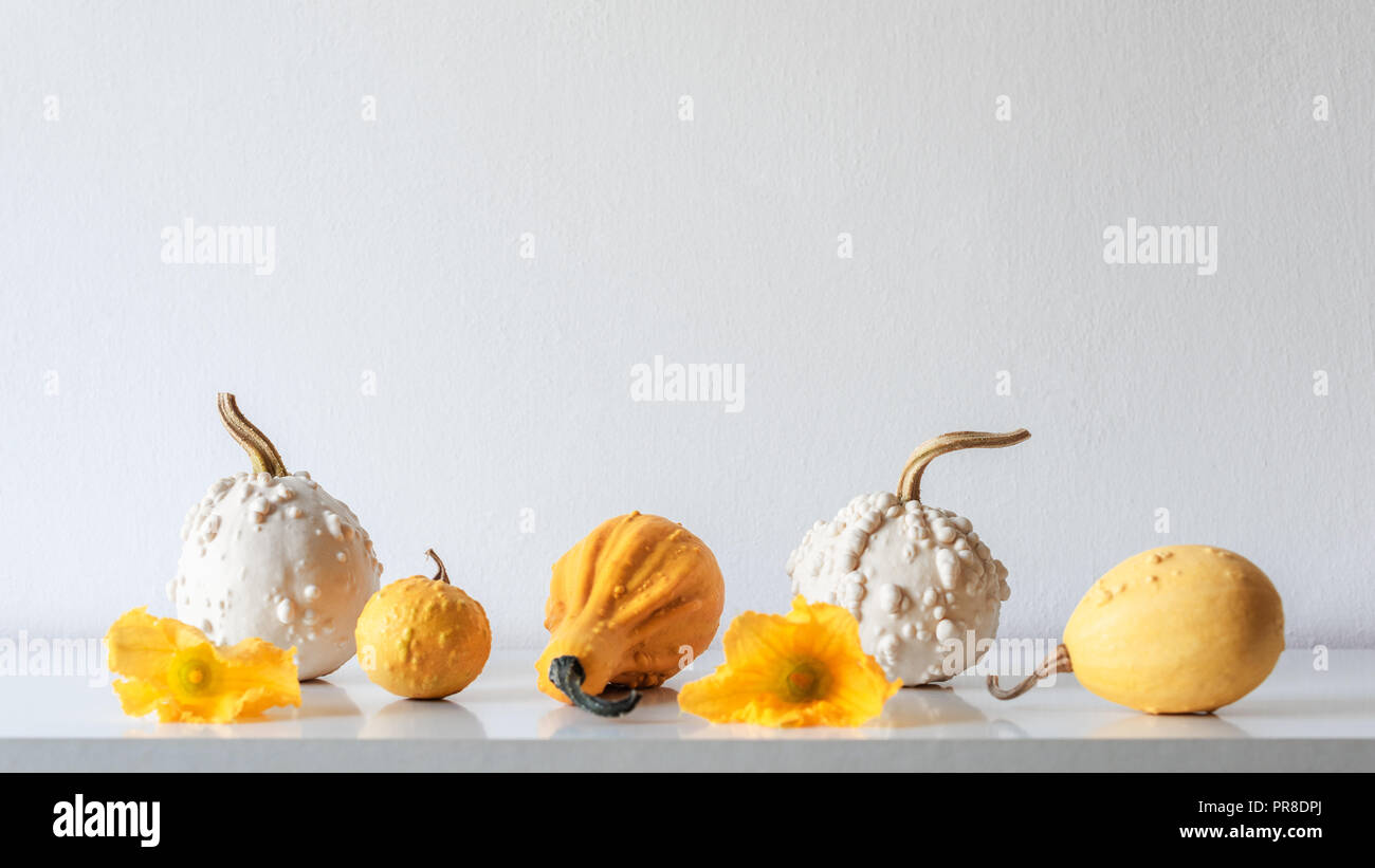 Thanksgiving decoration. Minimal autumn inspired room decoration. Selection of various pumpkins on white shelf against white wall. Stock Photo
