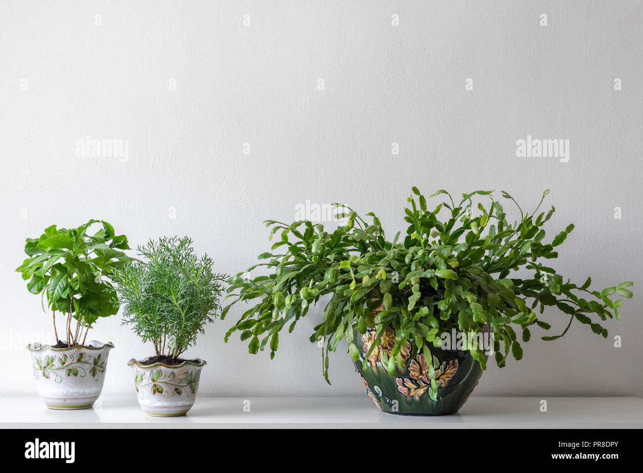 Various House Plants In Different Pots Against White Wall Indoor