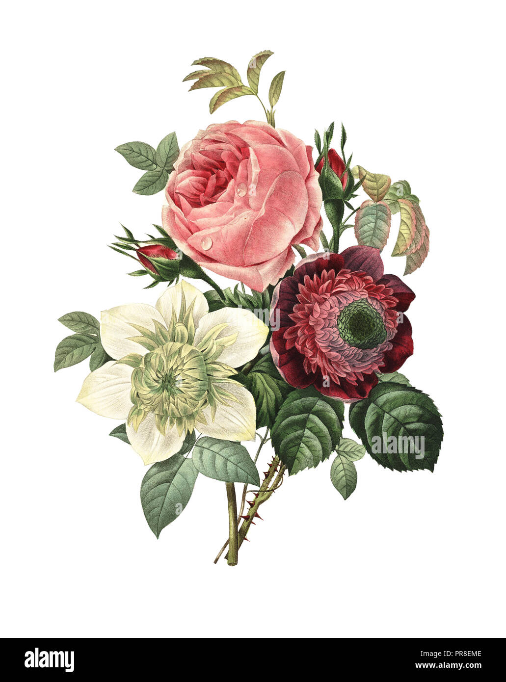 19th-century illustration of a bouquet of rose, anemone, clematis. Engraving by Pierre-Joseph Redoute. Published in Choix Des Plus Belles Fleurs, Pari Stock Photo