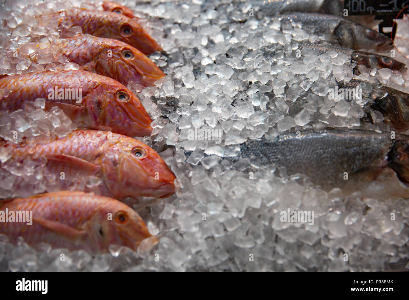 High Angle Still Life of Variety of Raw Fresh Fish Chilling on Bed of Cold Ice in Seafood Market Stall with Copy Space Stock Photo