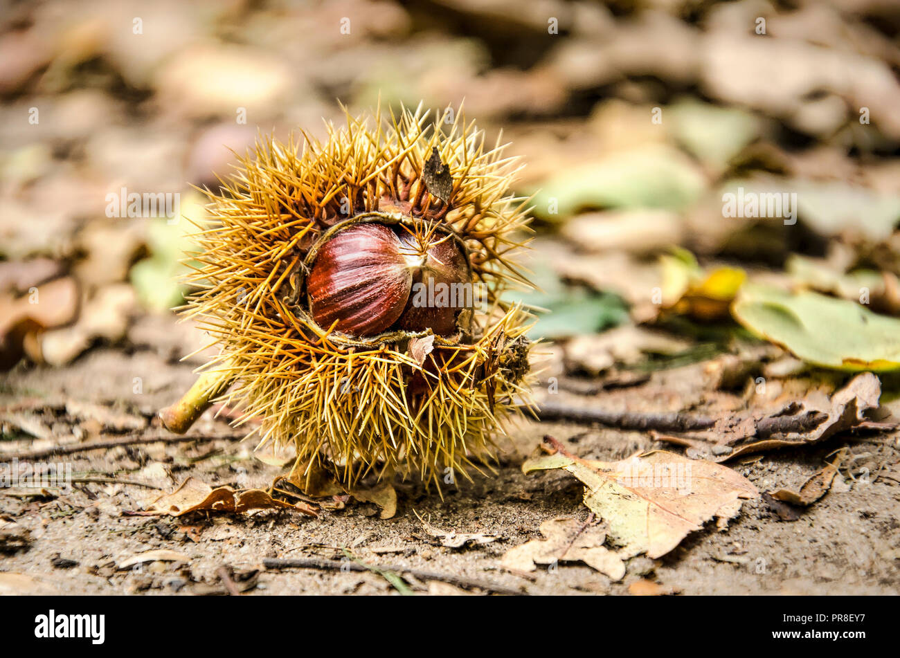 「Between Maple and Chestnut」写真集 1,000部限定 希少!!!写真集【Between Maple and Chestnut