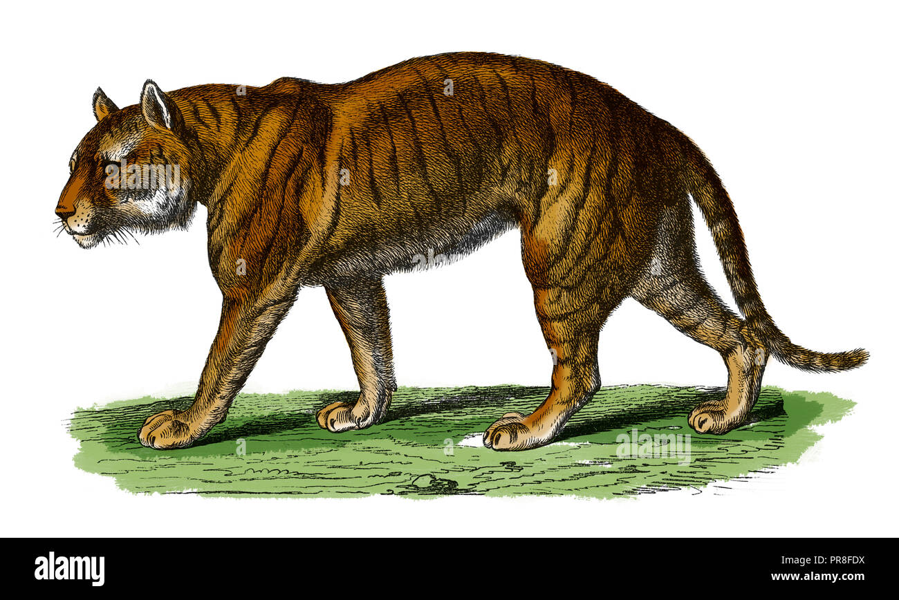19th century illustration of a tiger. Published in Systematischer Bilder-Atlas zum Conversations-Lexikon, Ikonographische Encyklopaedie der Wissenscha Stock Photo