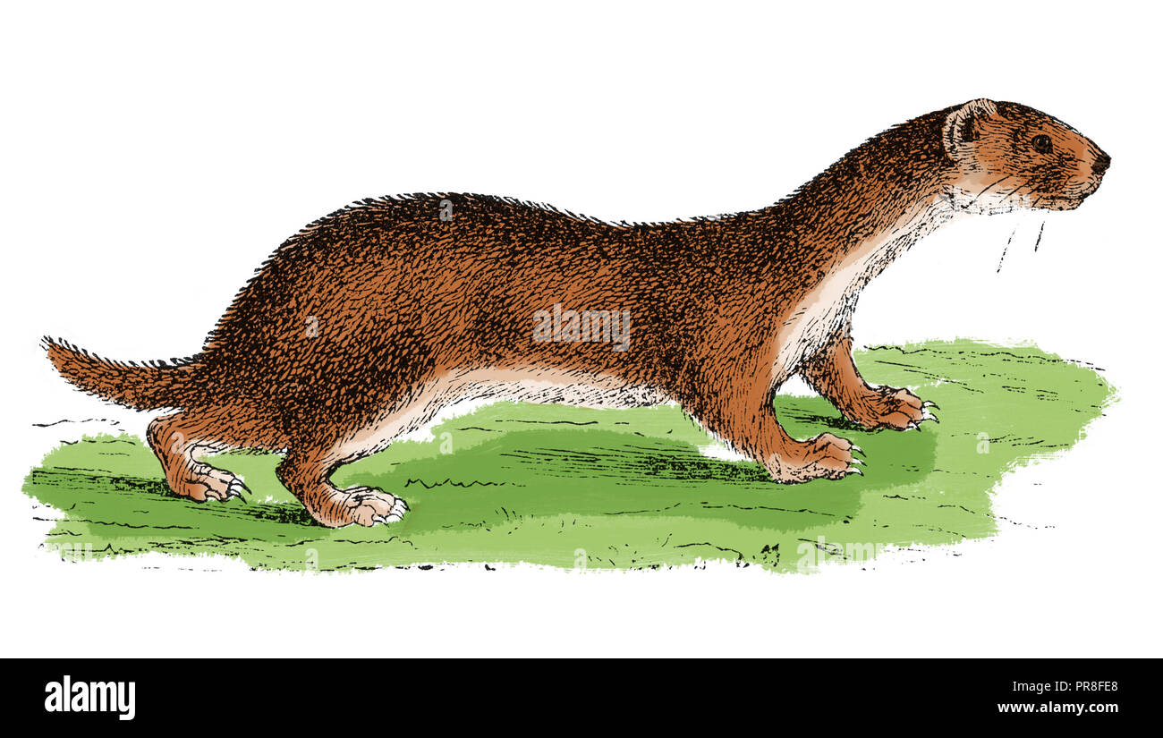 19th century illustration of a weasel - small predators, long and slender with short legs . Published in Systematischer Bilder-Atlas zum Conversations Stock Photo