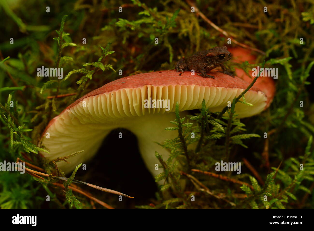 Frog on fragile mushroom red cap russula in thickets of forest moss Stock Photo