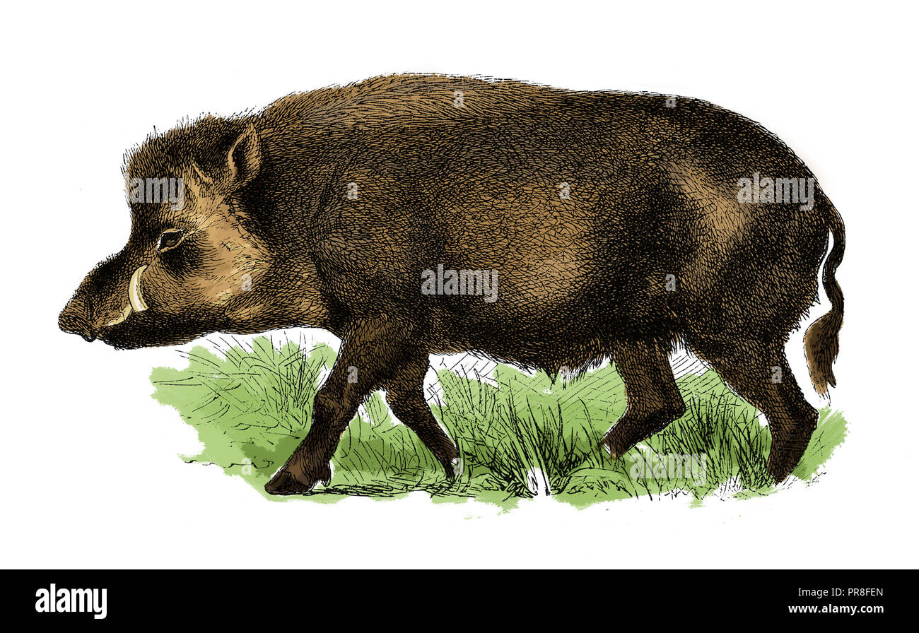 19th century illustration of a wild boar, also known as the wild swine or Eurasian wild pig - a suid native to much of Eurasia, North Africa and the G Stock Photo
